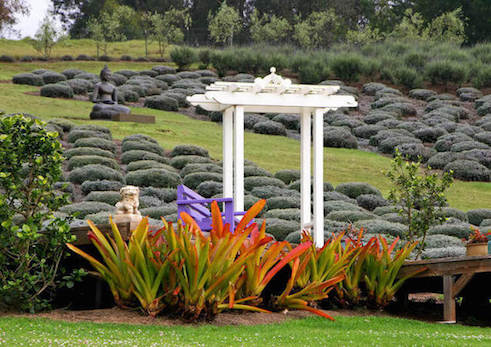 maui ile lavande hawaii monplanvoyage