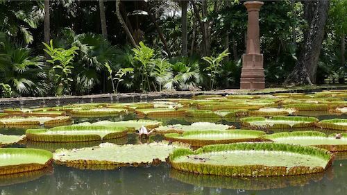 ile maurice jardin monplanvoyage