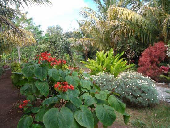 ile maurice rodrigues jardin monplanvoyage