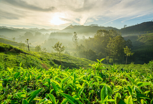 munnar plantation the montagne agriculture tradition kerala inde monplanvoyage