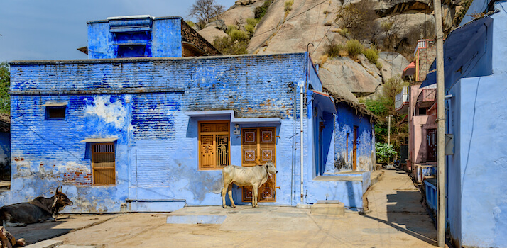 narlai village tradition vache rajasthan inde monplanvoyage