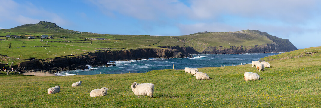 dingle peninsule nature falaise mouton irlande monplanvoyage