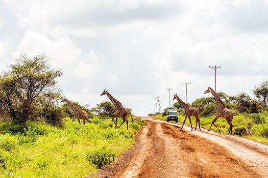 amboseli reserve girafe faune kenya afrique monplanvoyage