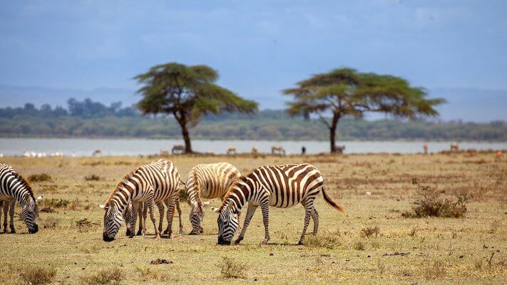 crescent island reserve zebre kenya afrique monplanvoyage