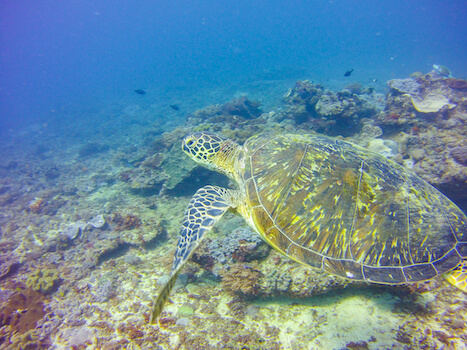 kisite parc marin tortue faune kenya afrique monplanvoyage