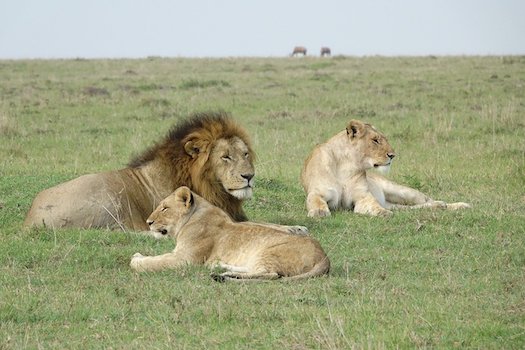 masai mara reserve faune lion kenya afrique monplanvoyage