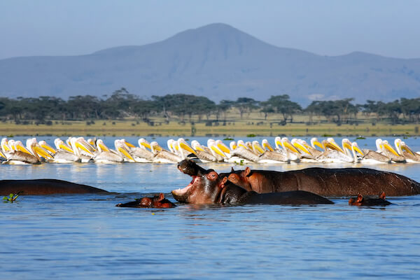 naivasha lac faune kenya afrique monplanvoyage 