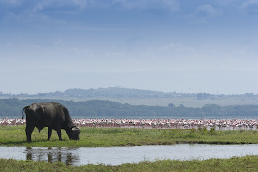 vallee rift masai mara reserve faune marecage kenya afrique monplanvoyage 