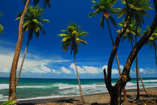 rosalie plage palmier la dominique ile antilles caraibes monplanvoyage