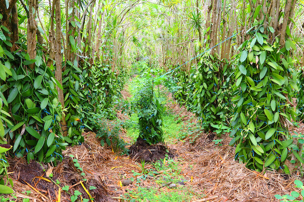 la reunion agriculture plantation vanille monplanvoyage