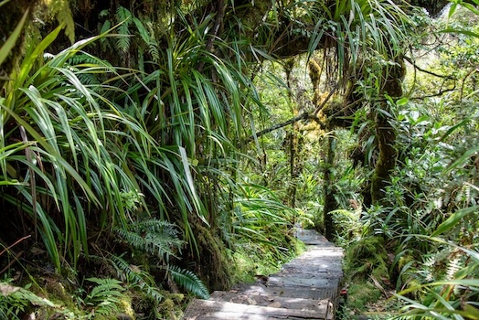 salazie belouve foret nature randonnee ile la reunion monplanvoyage