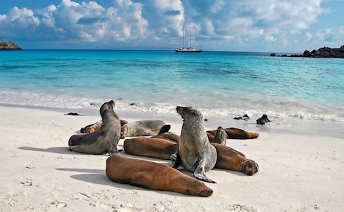 galapagos floreana otarie equateur monplanvoyage