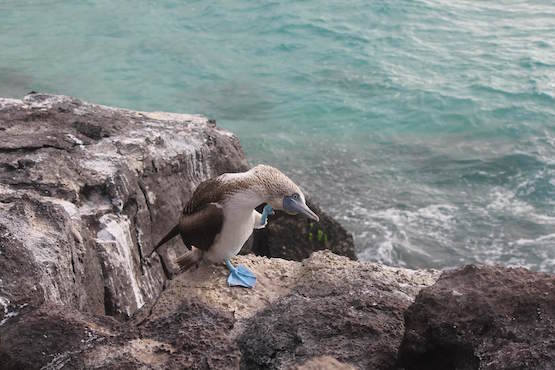 galapagos oiseau equateur monplanvoyage