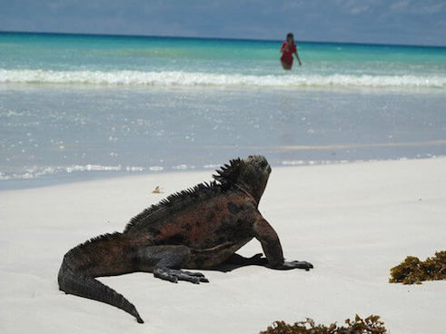 galapagos plage tortuga equateur monplanvoyage