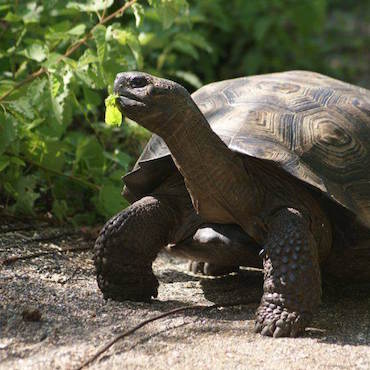 galapagos tortue equateur monplanvoyage