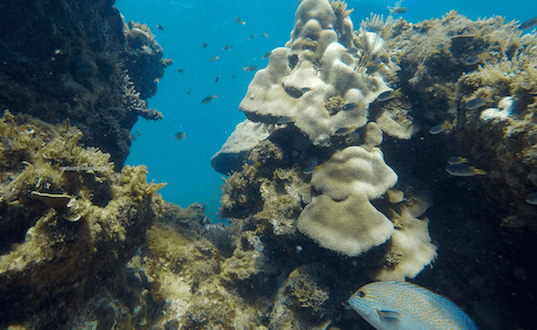 majunga faune aquatique poisson madagascar monplanvoyage