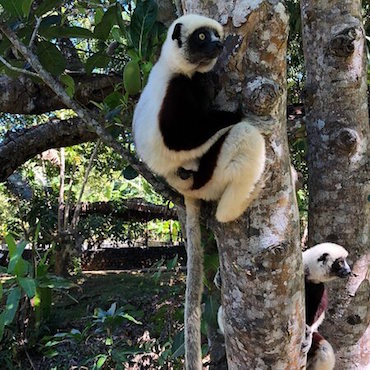 nosy be lemuria land lemurien animal madagascar monplanvoyage
