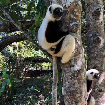 nosy be lemuria land lemurien animal madagascar monplanvoyage