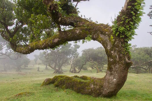 foret laurier nature randonnee balade madere portugal monplanvoyage