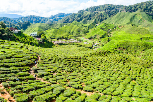 cameron highlands plantation the agriculture nature malaisie monplanvoyage