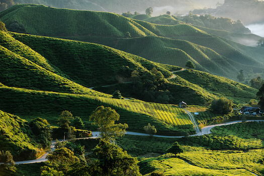 cameron highlands route plantation the malaisie monplanvoyage