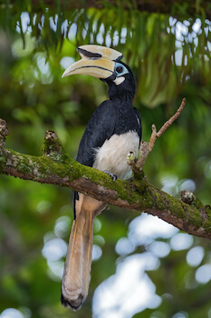 pangkor ile faune animal oiseau calao malaisie monplanvoyage