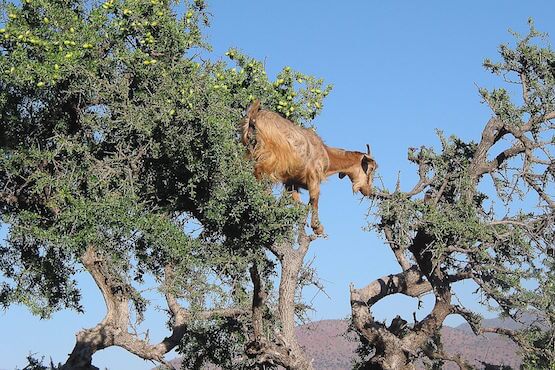 foret argan maroc monplanvoyage