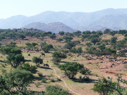 anti atlas champs argan culture maroc monplanvoyage