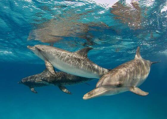 reserve agoa faune cetace dauphin mer caraibes martinique monplanvoyage