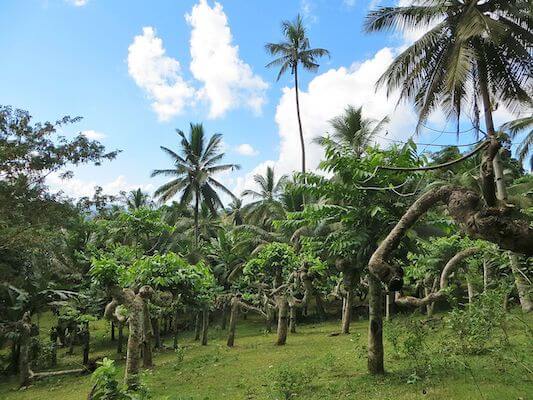 mayotte flore ylang fleur nature ile ocean indien monplanvoyage