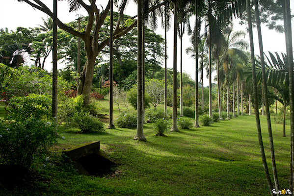 mayotte jardin flore palmier coconi ile ocean indien monplanvoyage