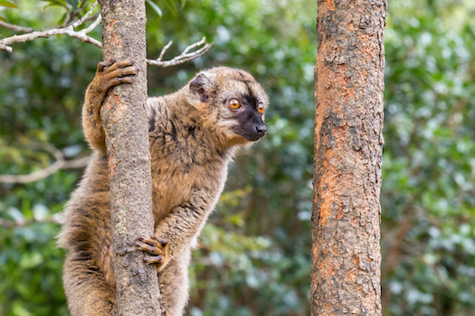 mayotte lemurien faune nature ile ocean indien monplanvoyage