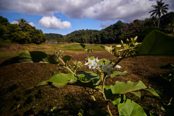 mayotte plantation flore nature combani ile ocean indien monplanvoyage