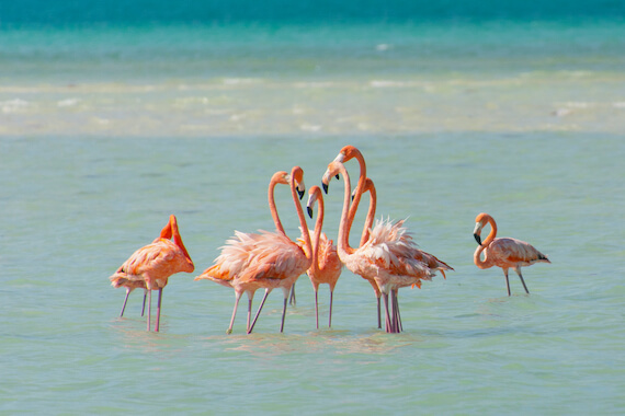 holbox faune flamand rose oiseau mexique monplanvoyage