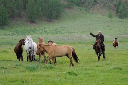 mongolie nomade cheval monplanvoyage