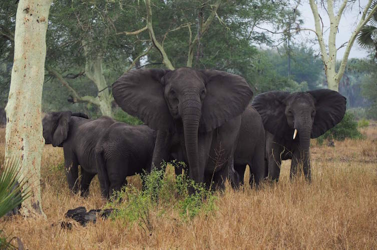 elephant faune reserve maputo mozambique monplanvoyage