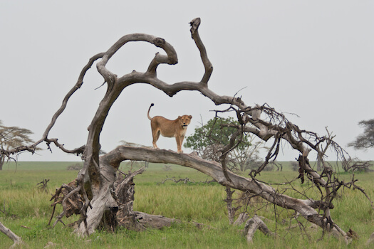 etosha reserve est faune felin lionne namibie monplanvoyage