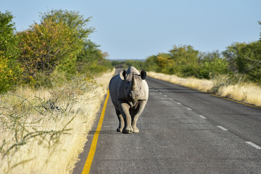 etosha reserve parc rhinoceros faune namibie monplanvoyage