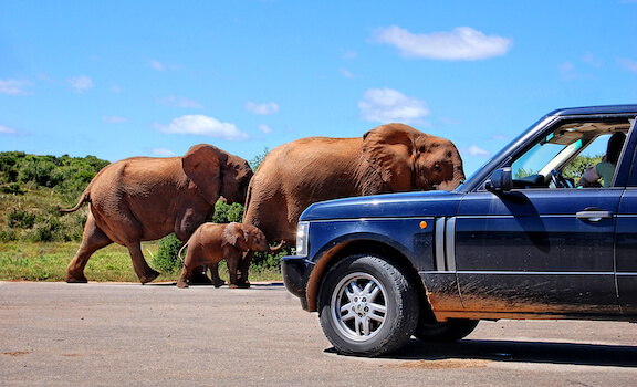 etosha reserve route elephant faune namibie monplanvoyage