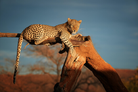 okonjima parc leopard faune namibie afrique monplanvoyage