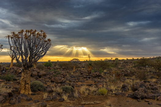 Kokerboom foret namibie monplanvoyage