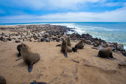 cape cross otarie cote plage namibie monplanvoyage