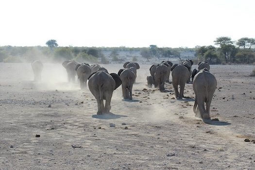 etosha parc national faune namibie monplanvoyage