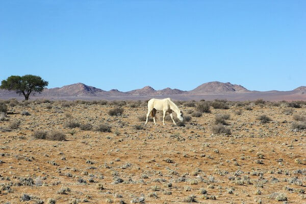 garub plaine cheval sauvage namibie monplanvoyage