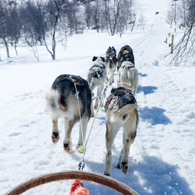 kirkenes chien traineau nord arctique nature norvege monplanvoyage