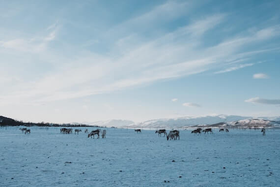 tromso vallee rennes nature neige norvege monplanvoyage