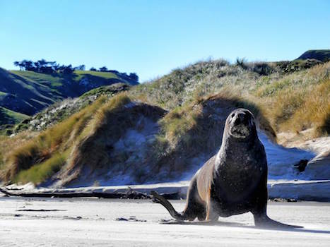 nouvelle zelande dunedin lion monplanvoyage