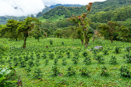 boquete plantation cafe cacao nature culture chiriqui panama monplanvoyage