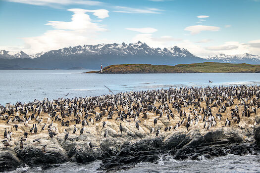 patagonie canal beagle oiseau cormoran argentine monplanvoyage