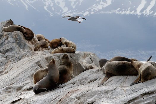 patagonie lion mer faune argentine monplanvoyage